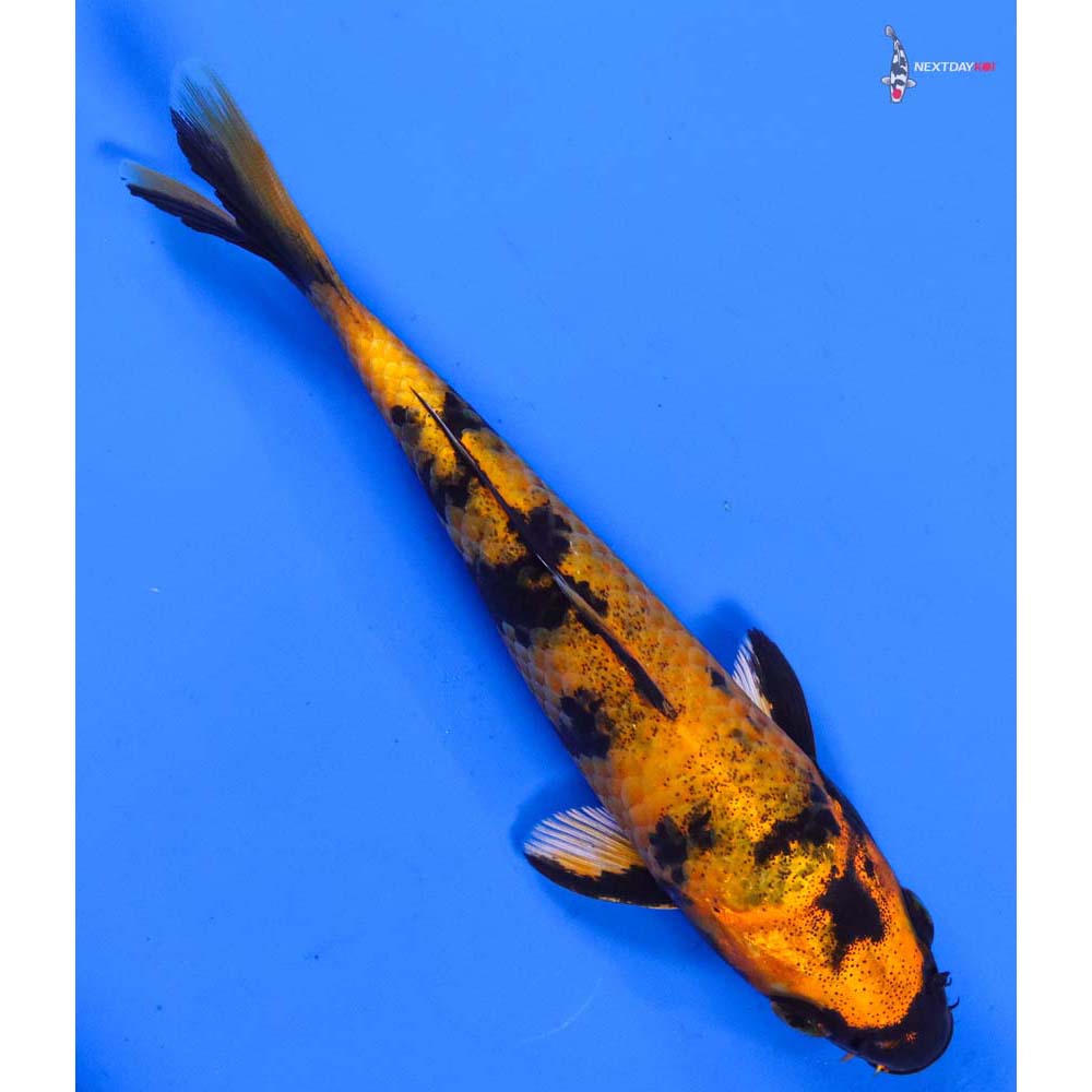 6” Imported Kin Hi Utsuri