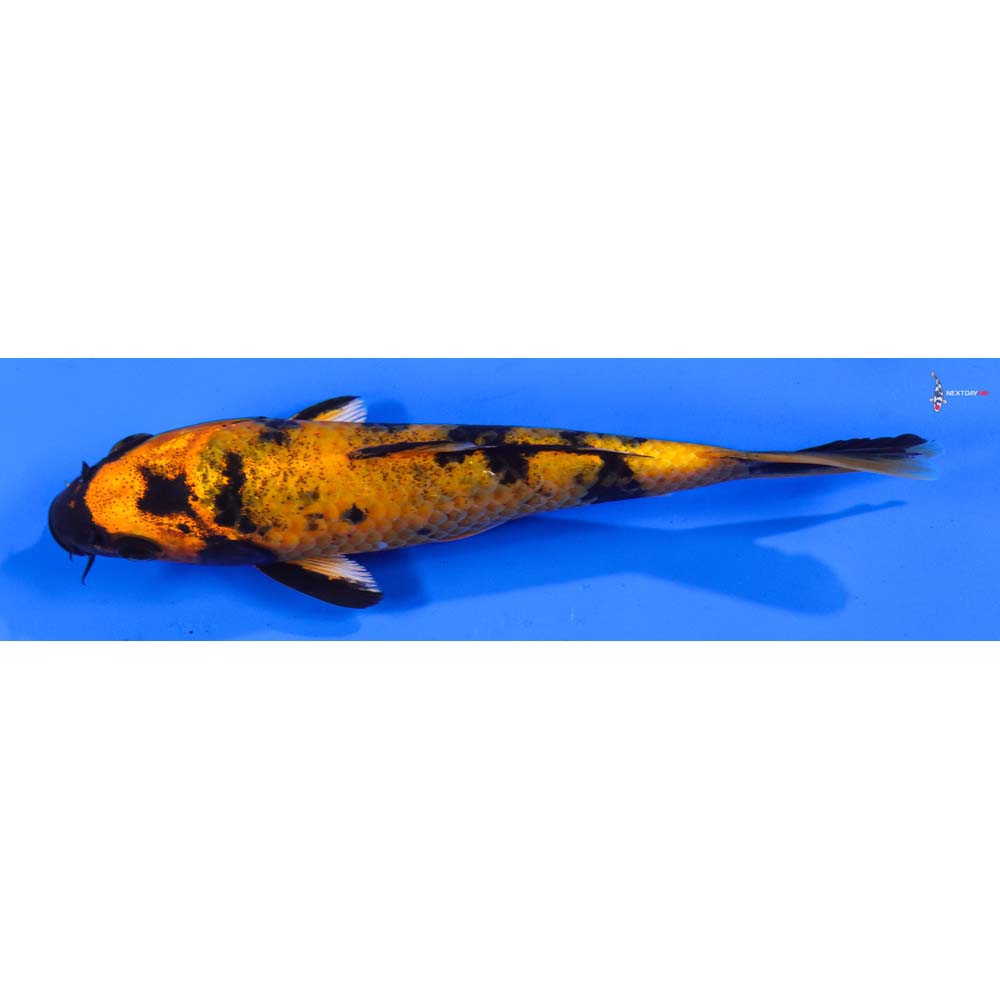 6” Imported Kin Hi Utsuri