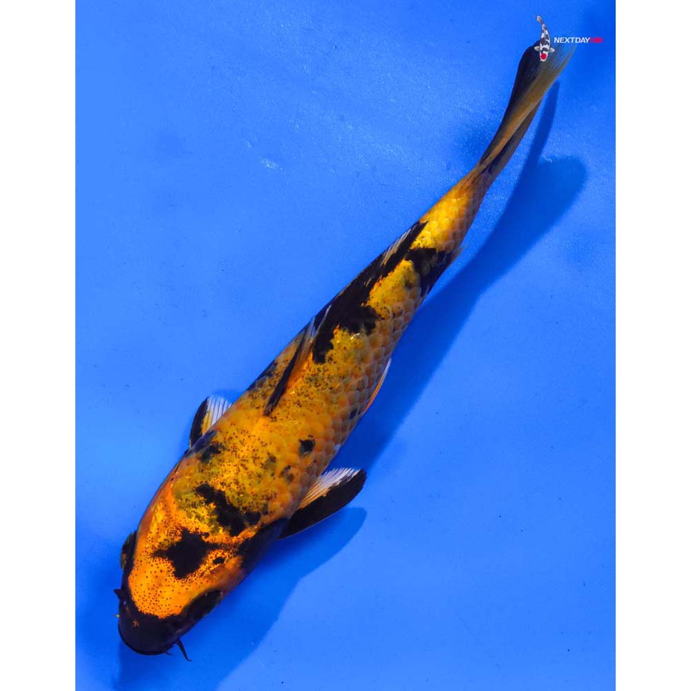 6” Imported Kin Hi Utsuri