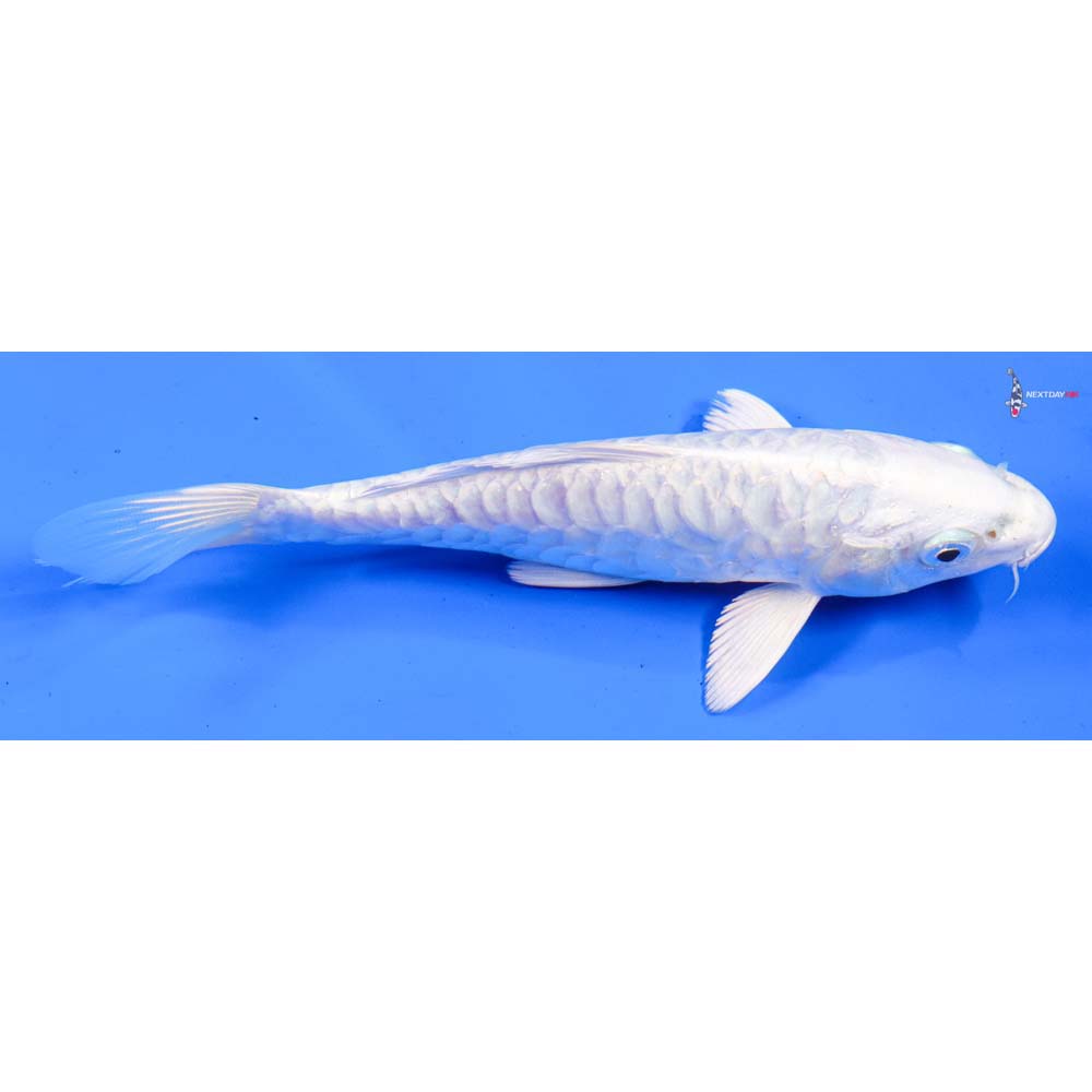 6.5” Imported Doitsu Platinum Ogon