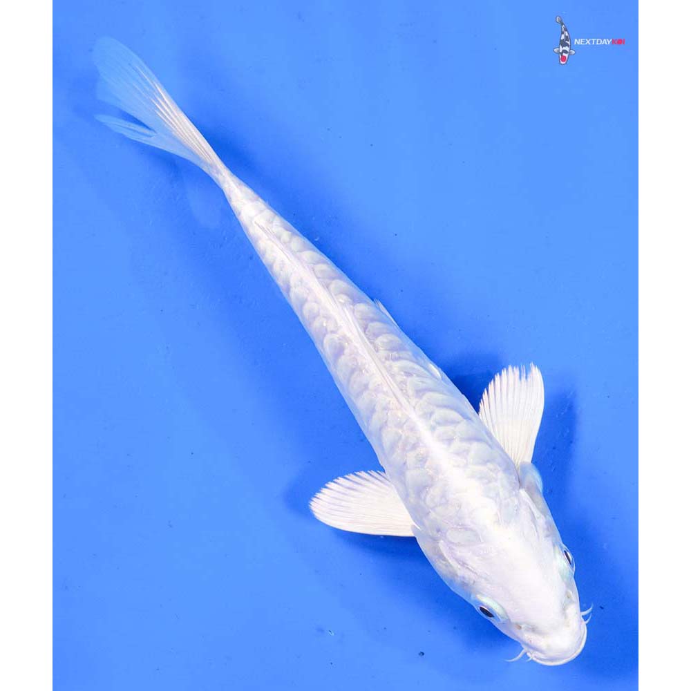 6.5” Imported Doitsu Platinum Ogon