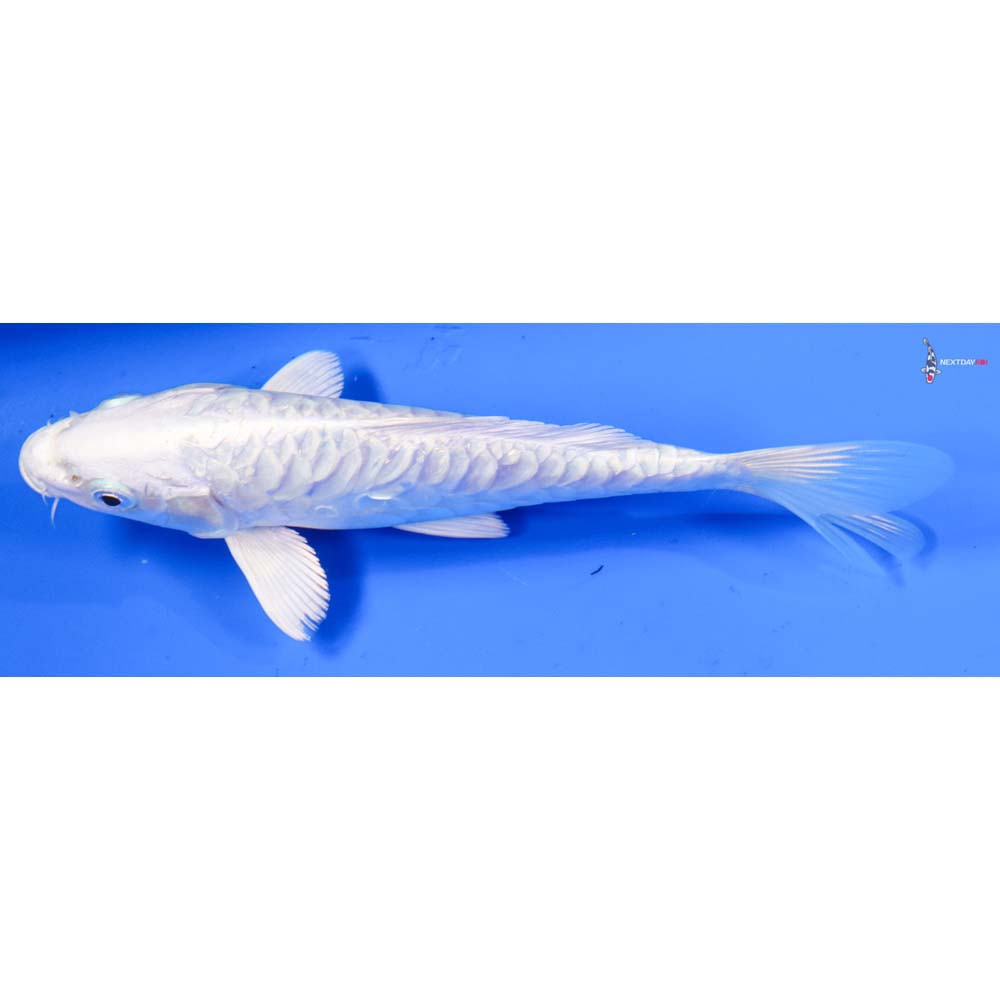 6.5” Imported Doitsu Platinum Ogon