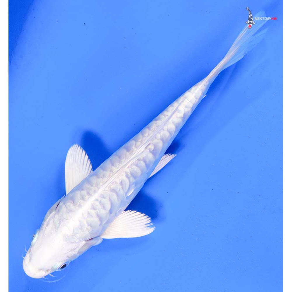 6.5” Imported Doitsu Platinum Ogon