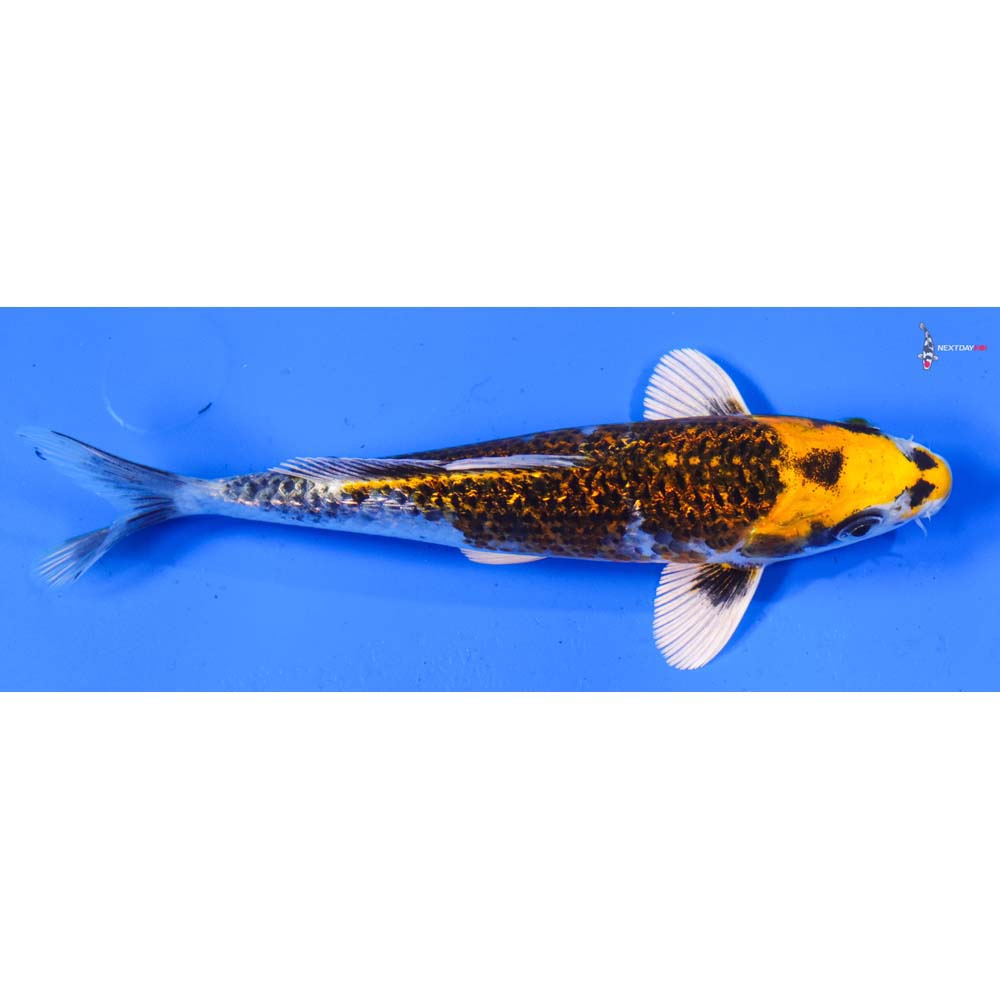 6.5” Imported Gin Rin Kujaku