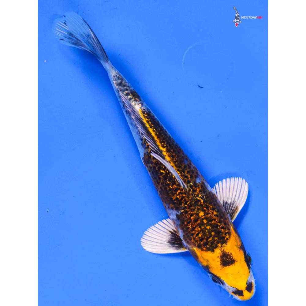 6.5” Imported Gin Rin Kujaku