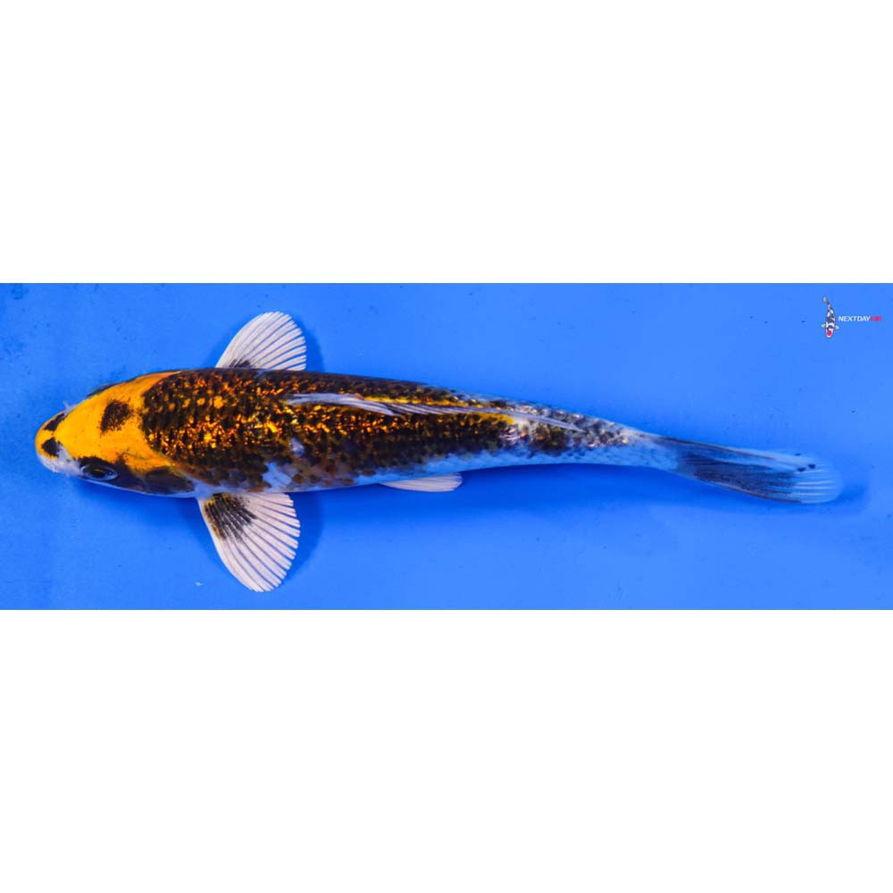 6.5” Imported Gin Rin Kujaku