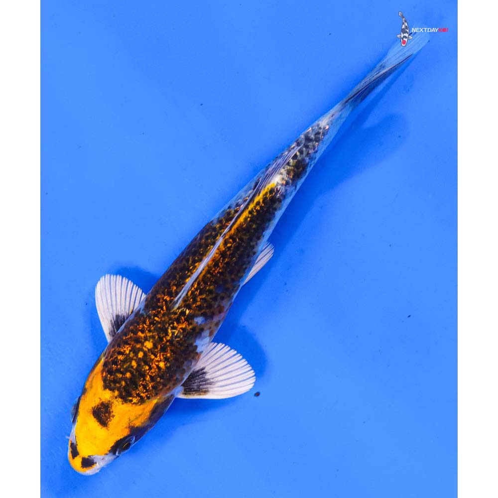 6.5” Imported Gin Rin Kujaku