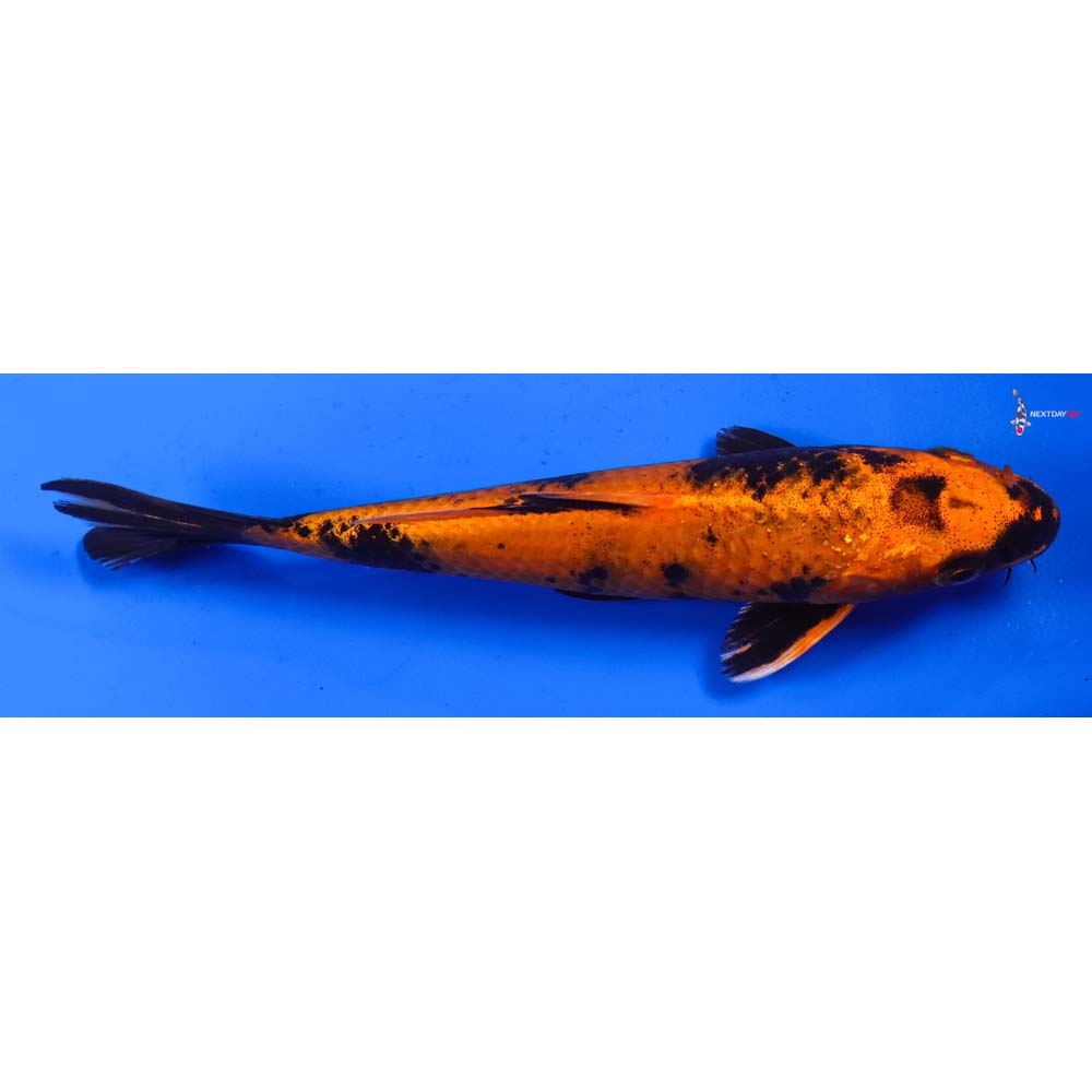 6.5” Imported Kin Hi Utsuri