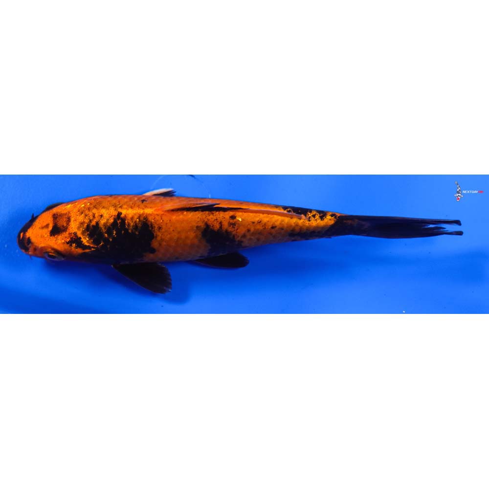 6.5” Imported Kin Hi Utsuri