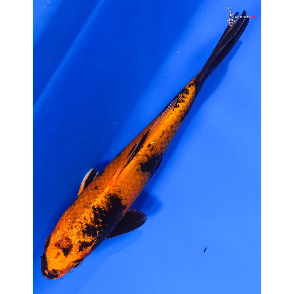 6.5” Imported Kin Hi Utsuri