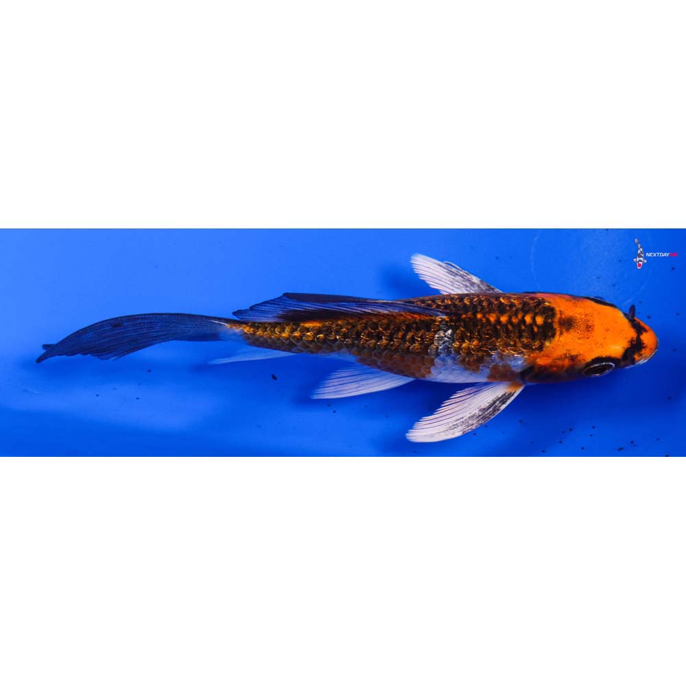 5” Imported Gin Rin Kujaku Butterfly Koi