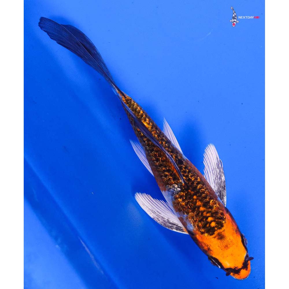 5” Imported Gin Rin Kujaku Butterfly Koi