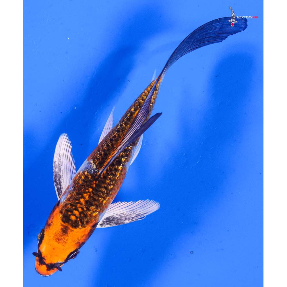 5” Imported Gin Rin Kujaku Butterfly Koi