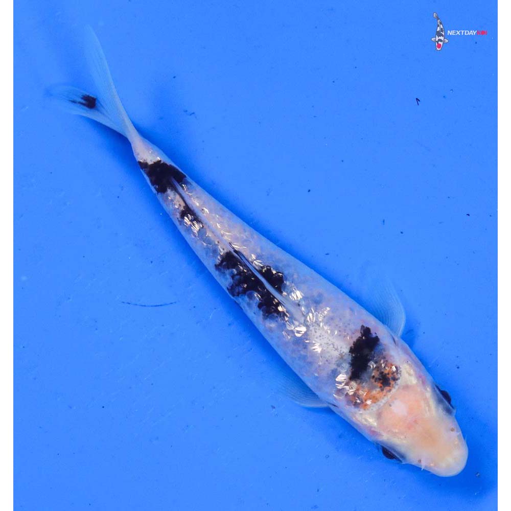 4” Imported Gin Rin Sanke