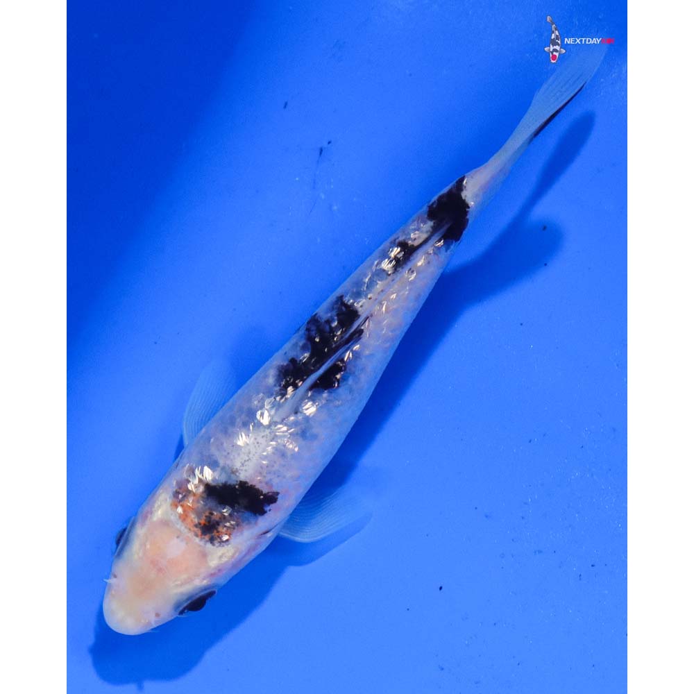 4” Imported Gin Rin Sanke