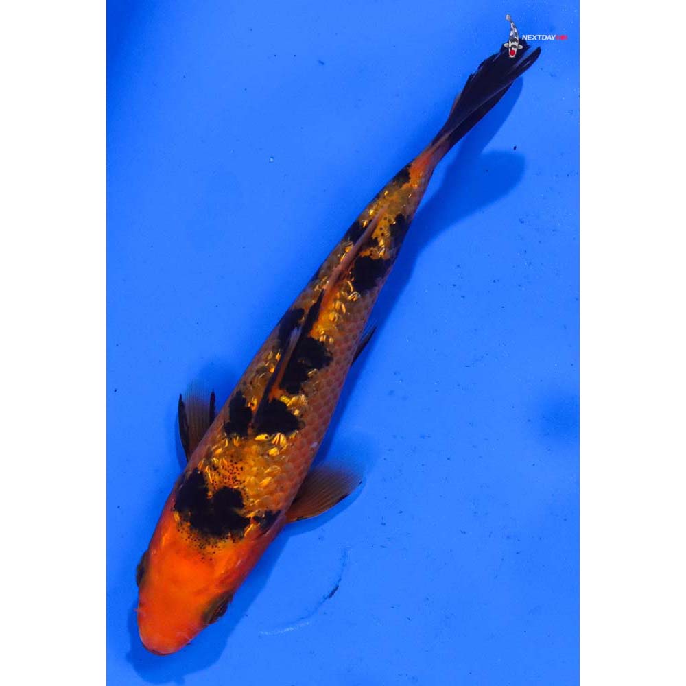 4” Imported Gin Rin Aka Bekko