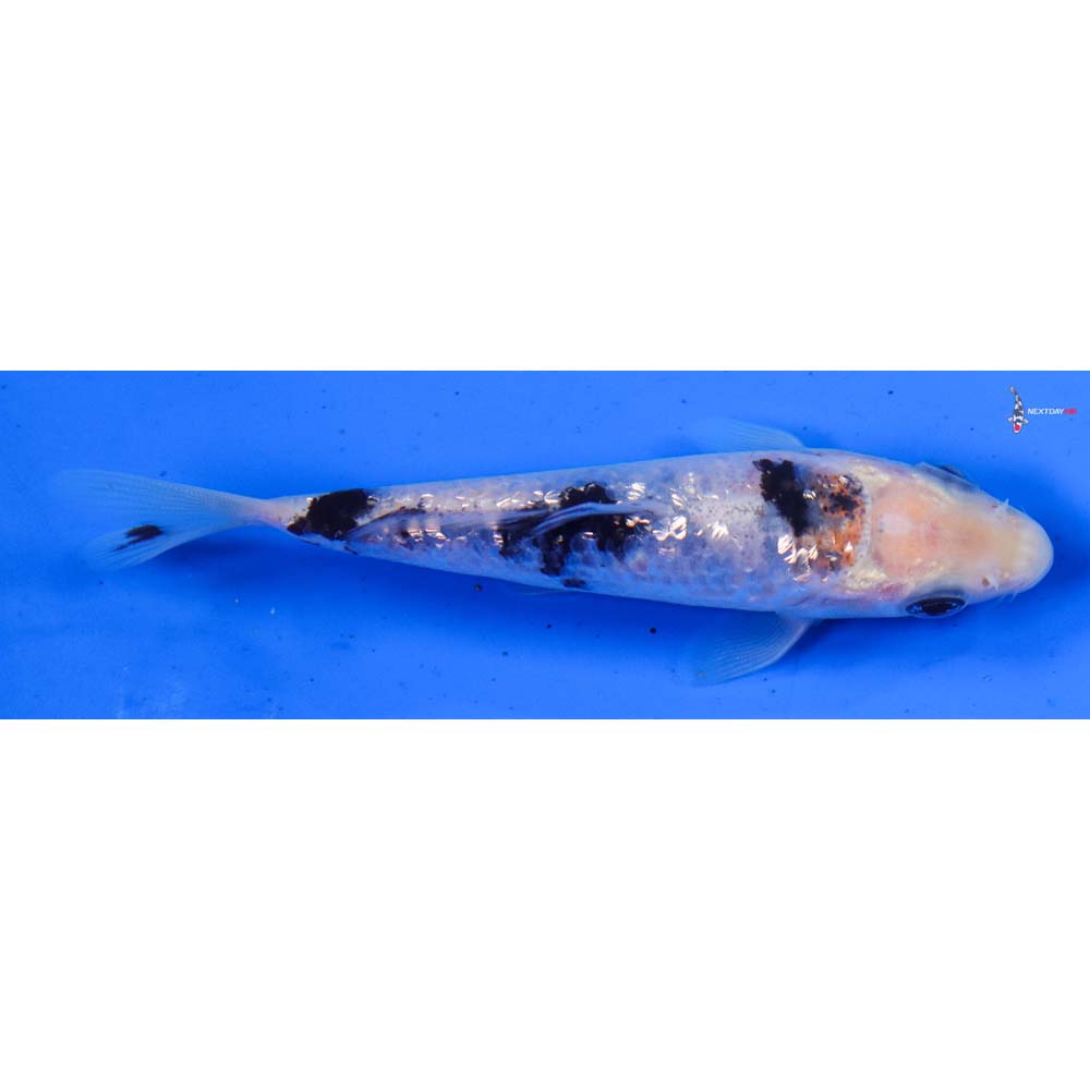 4” Imported Gin Rin Sanke