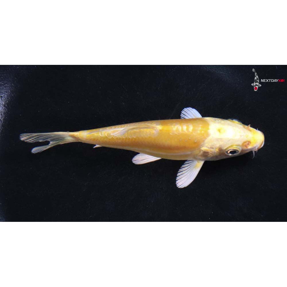 4” Imported Yamabuki Ogon