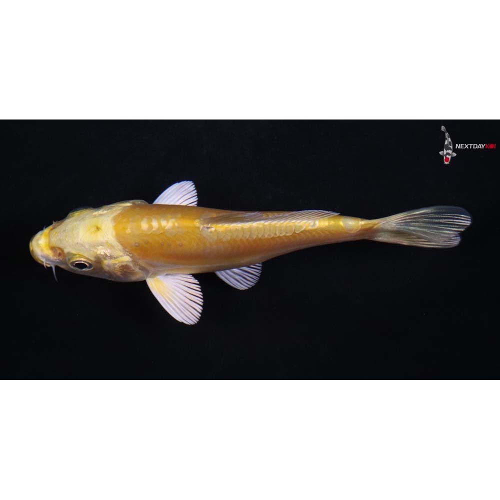 4” Imported Yamabuki Ogon