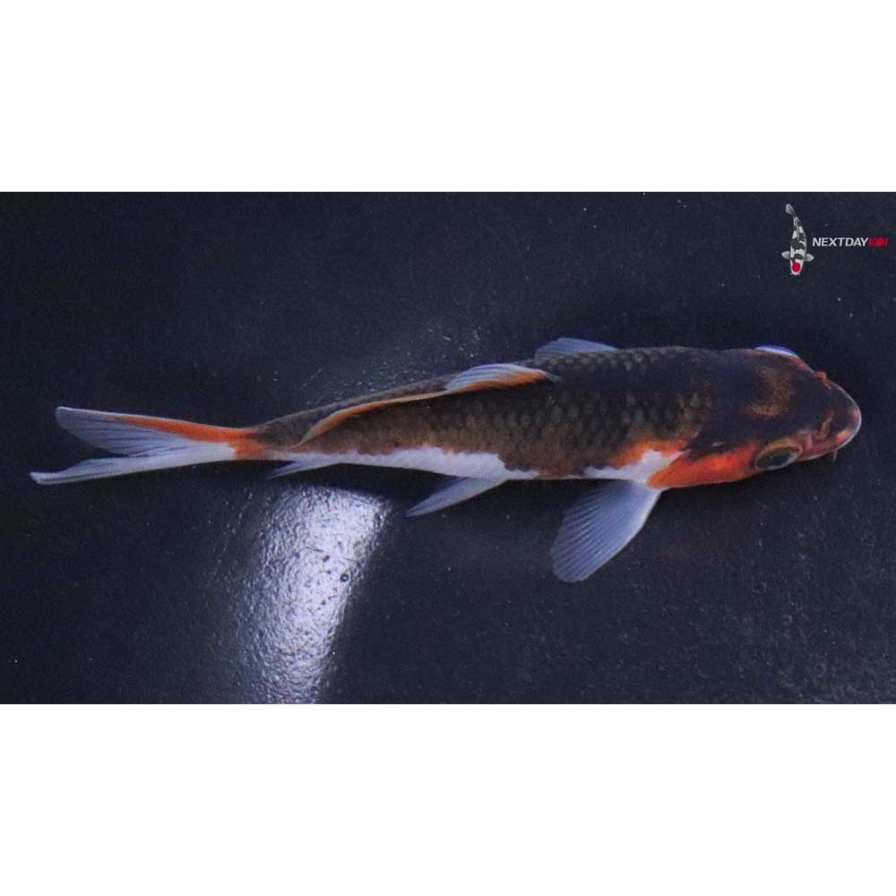 4.5” Imported Goromo
