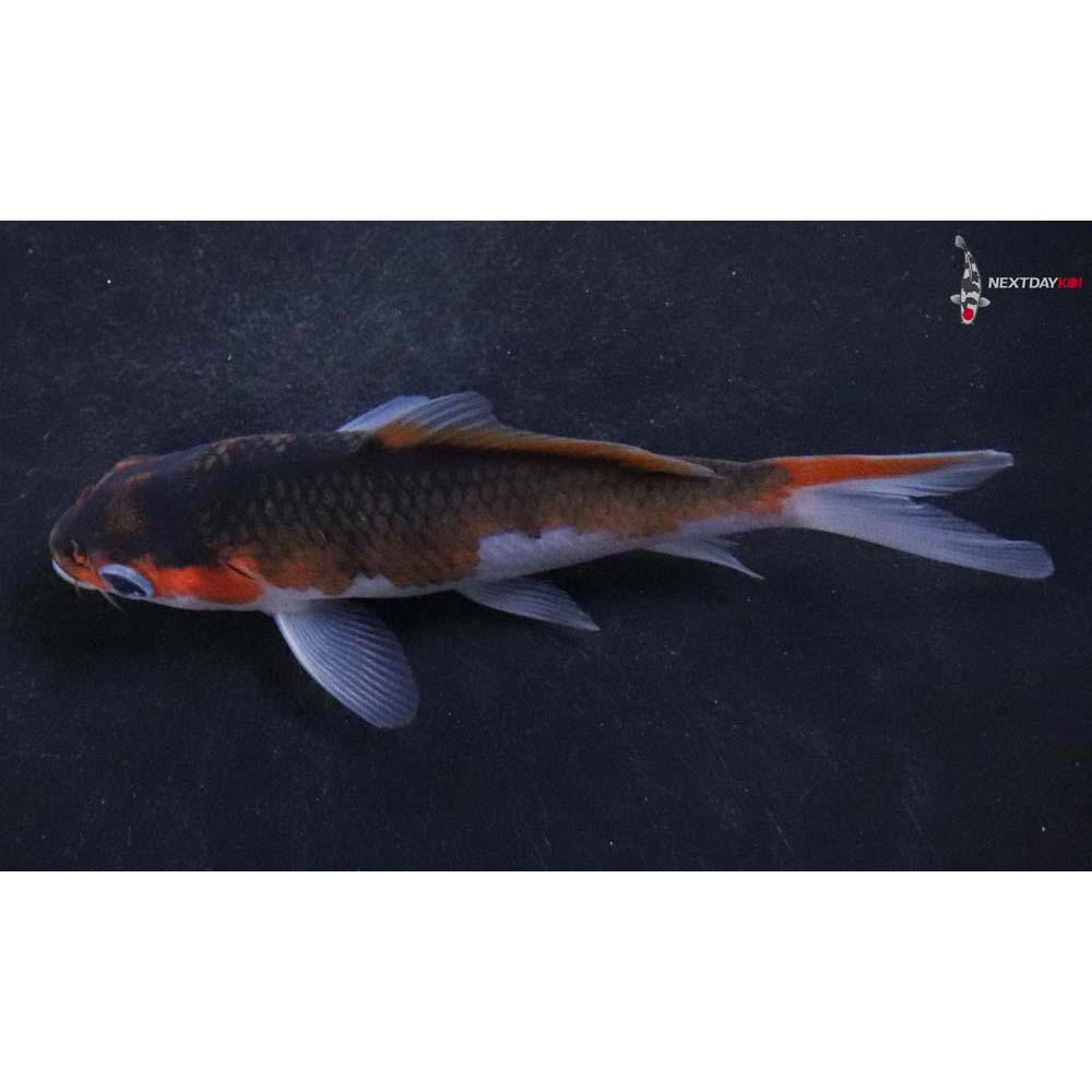4.5” Imported Goromo