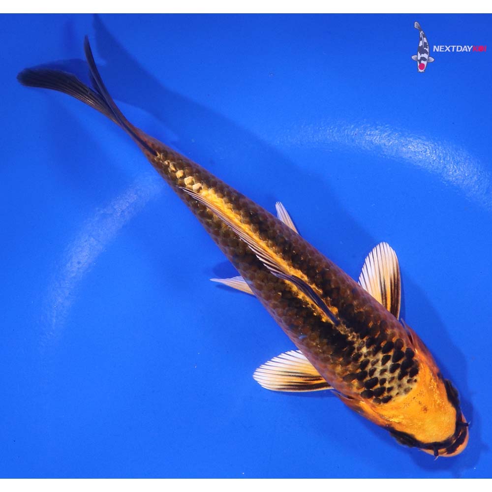6” Imported Orenji Matsuba