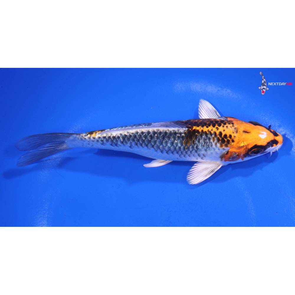 6” Imported Kujaku