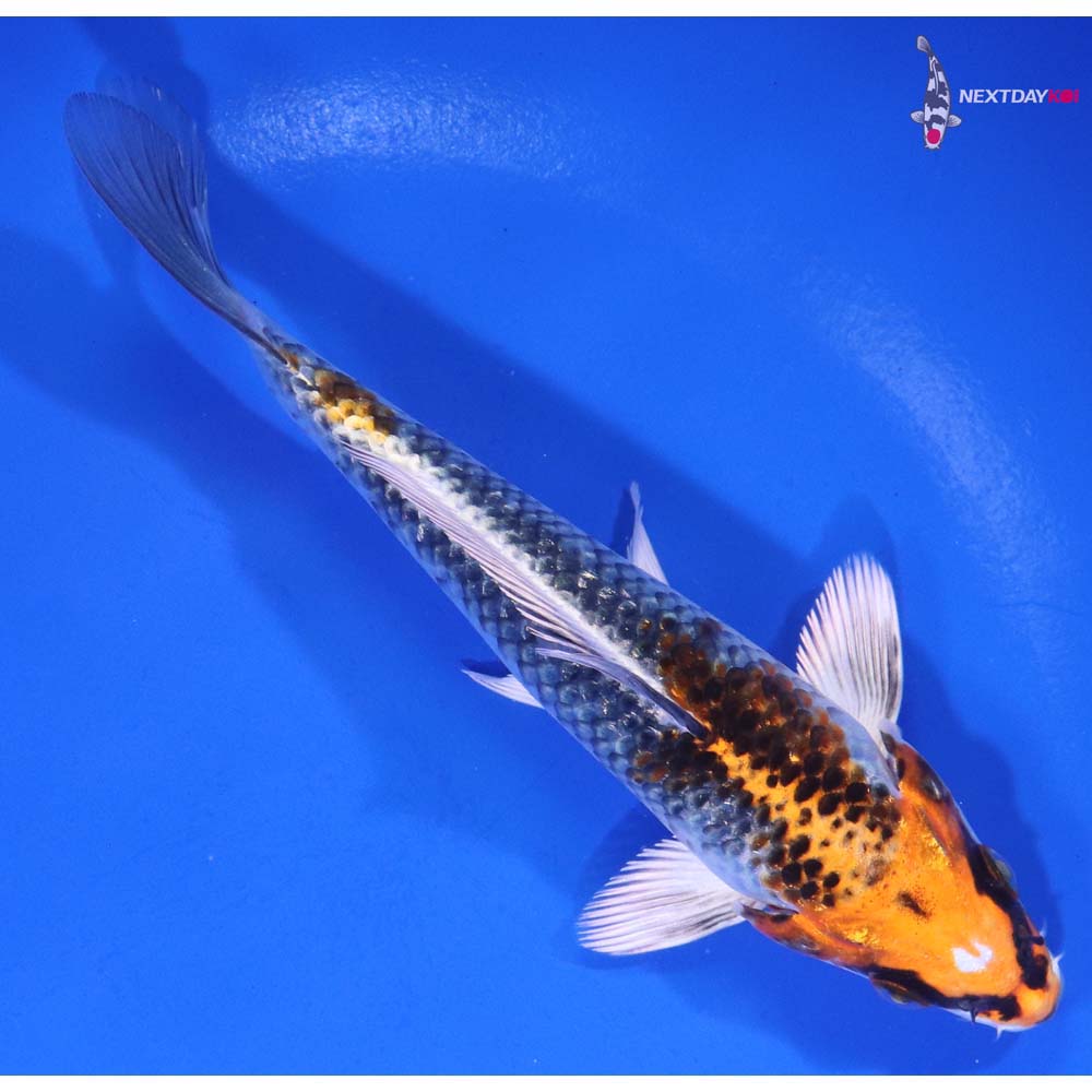 6” Imported Kujaku