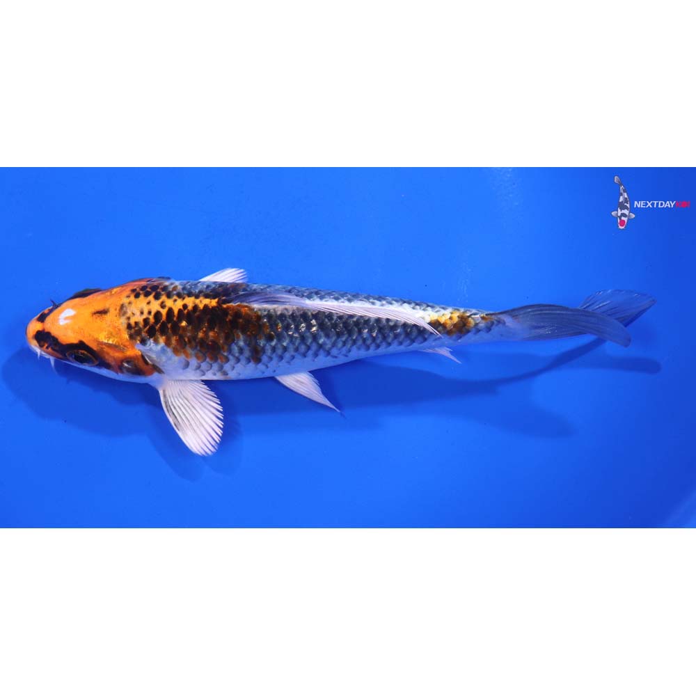 6” Imported Kujaku