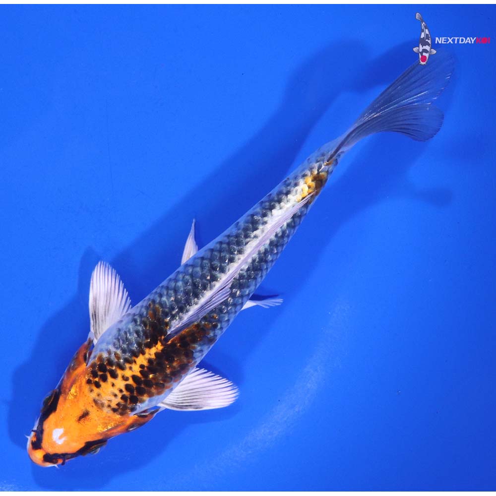 6” Imported Kujaku