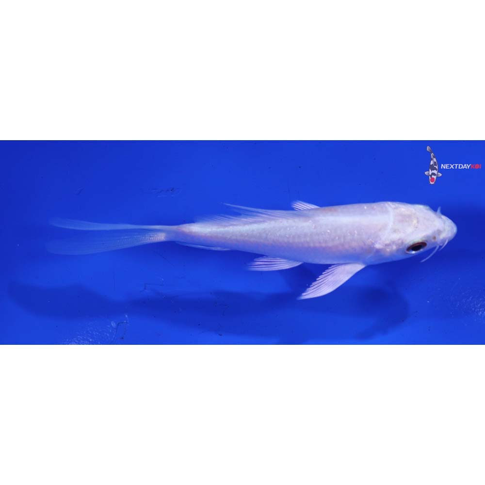 4” Imported Platinum Ogon Butterfly Koi