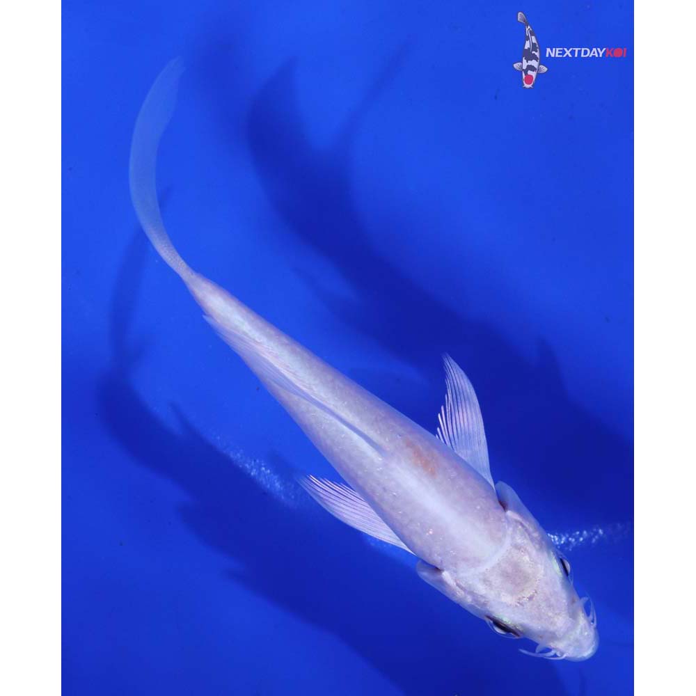 4” Imported Platinum Ogon Butterfly Koi