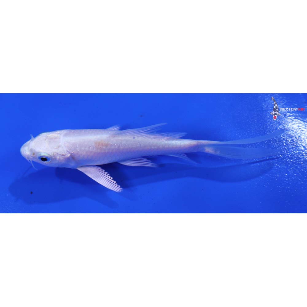 4” Imported Platinum Ogon Butterfly Koi