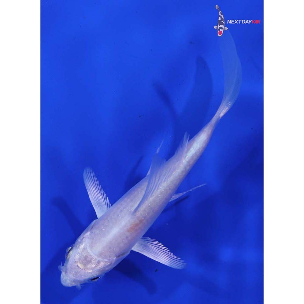 4” Imported Platinum Ogon Butterfly Koi