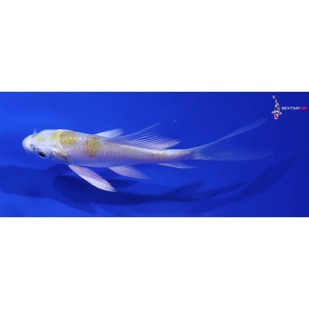 4” Imported Lemon Hariwake Butterfly Koi
