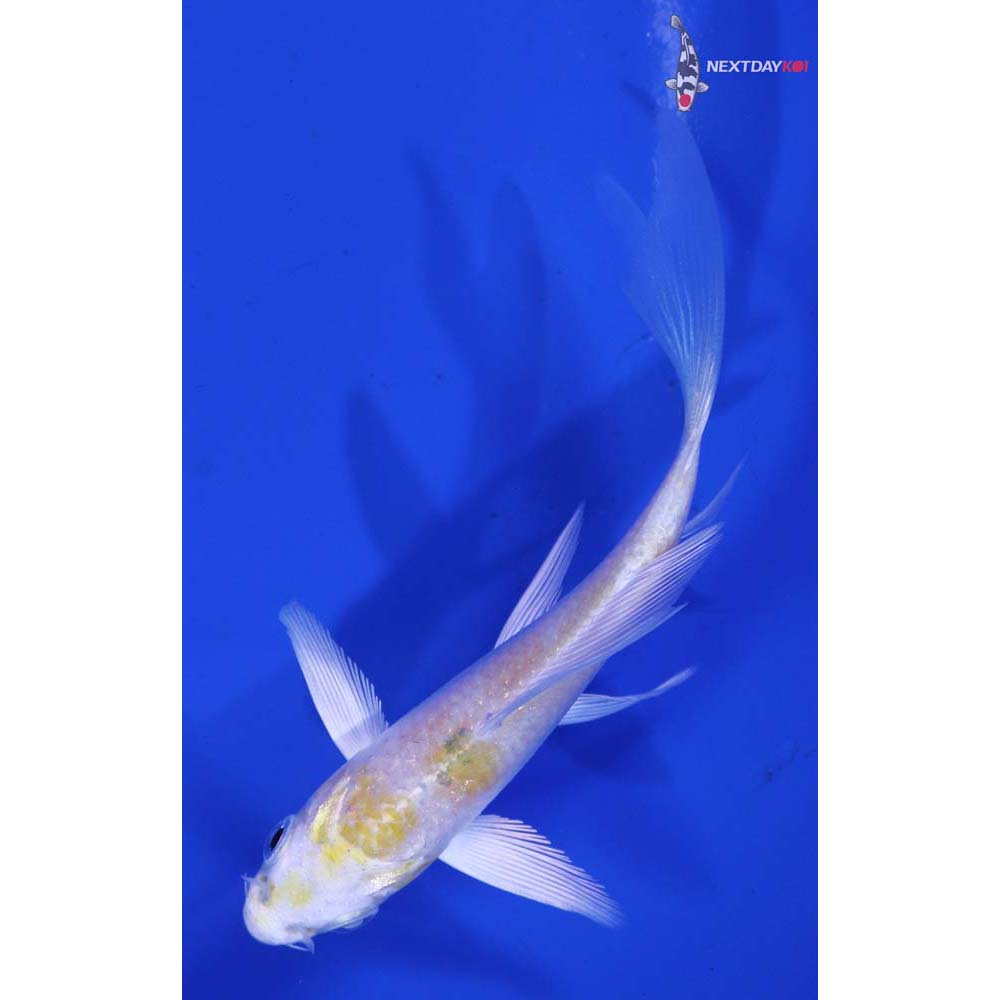 4” Imported Lemon Hariwake Butterfly Koi