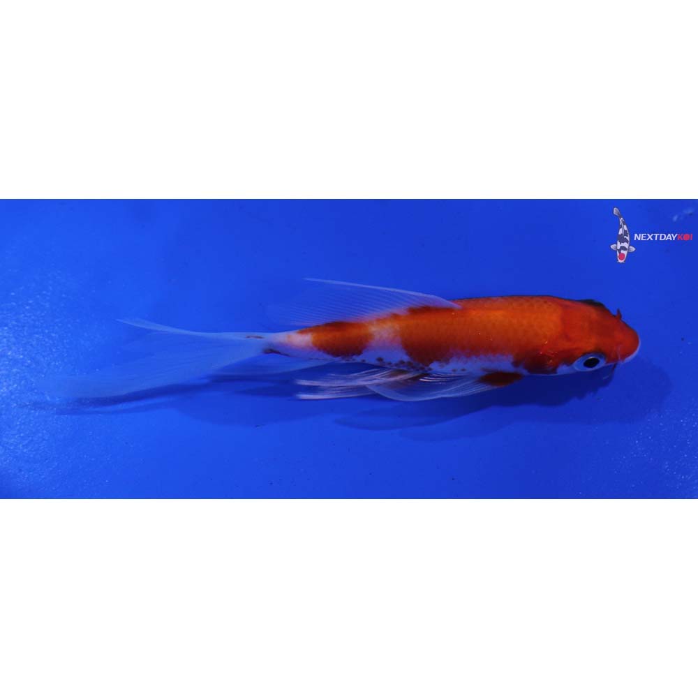 4” Imported Kohaku Butterfly Koi