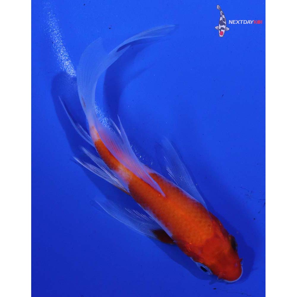 4” Imported Kohaku Butterfly Koi