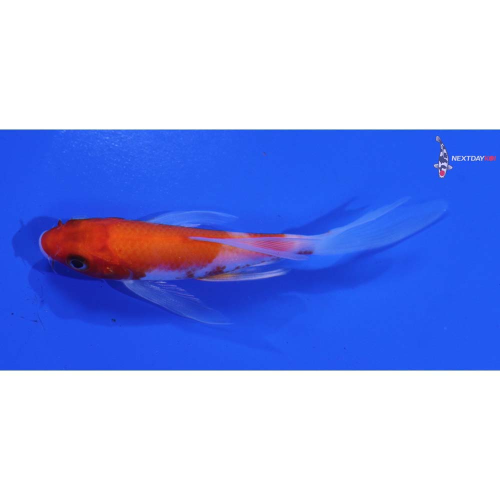 4” Imported Kohaku Butterfly Koi