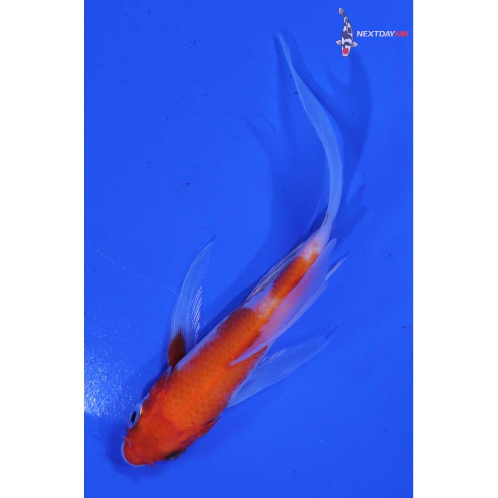 4” Imported Kohaku Butterfly Koi