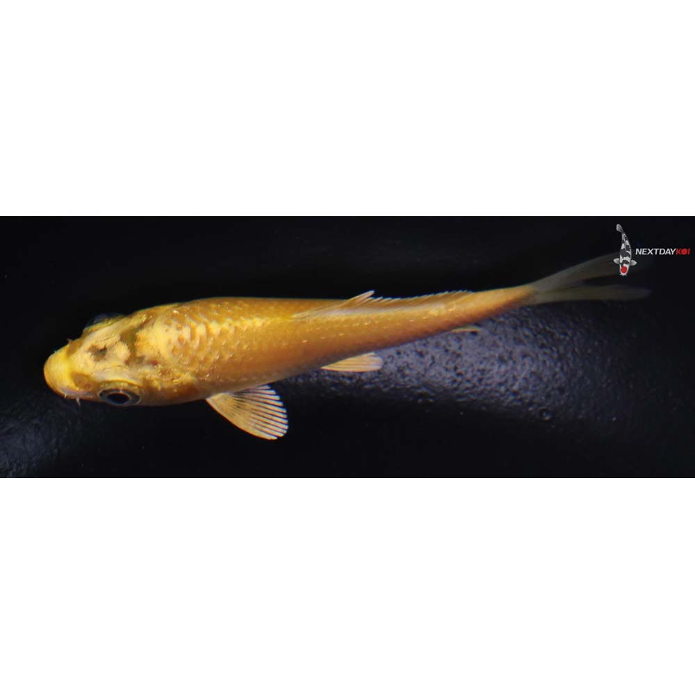 3” Imported Yamabuki Ogon