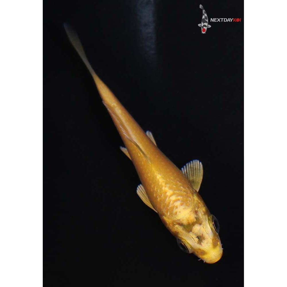 3” Imported Yamabuki Ogon