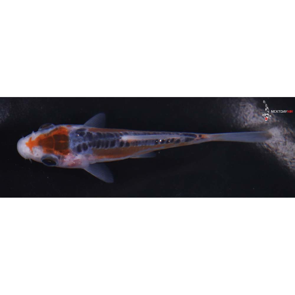 3” Imported Shusui