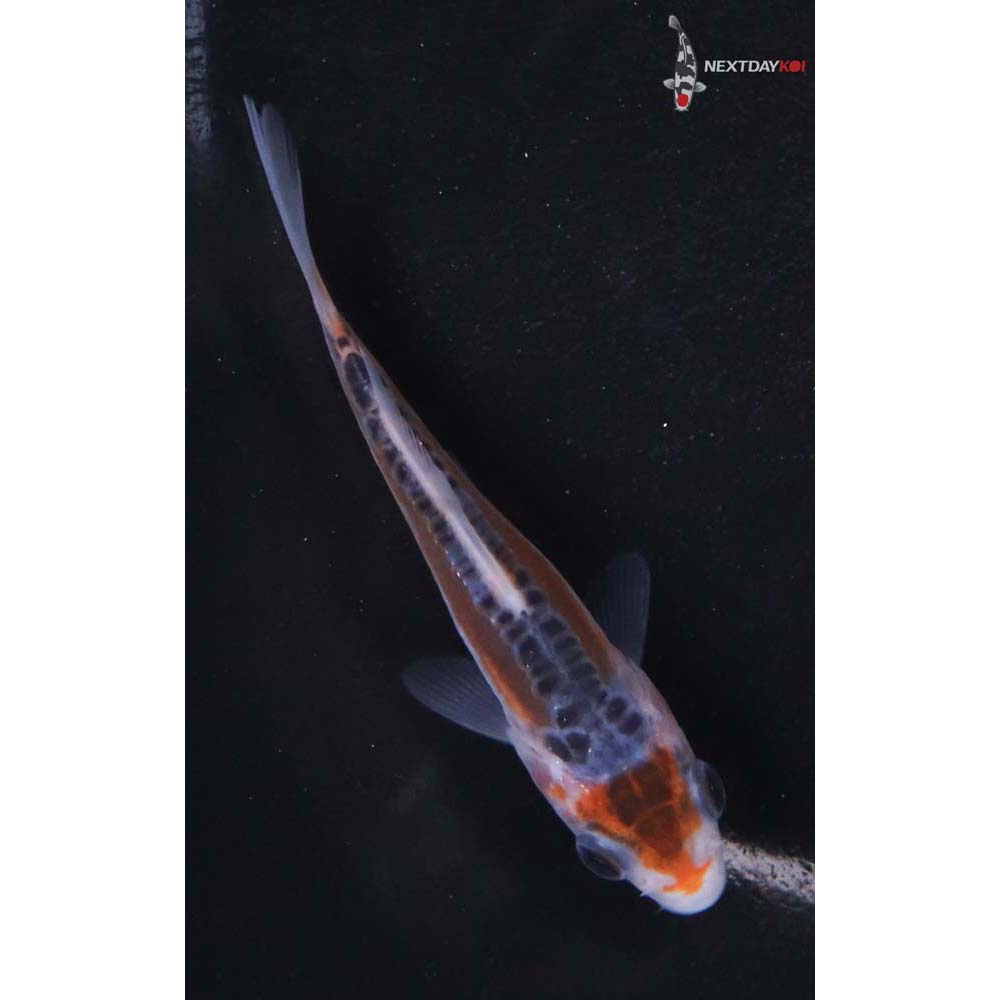 3” Imported Shusui