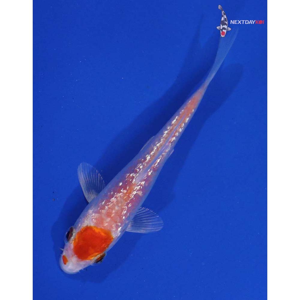 3.5” Imported Gin Rin Hariwake