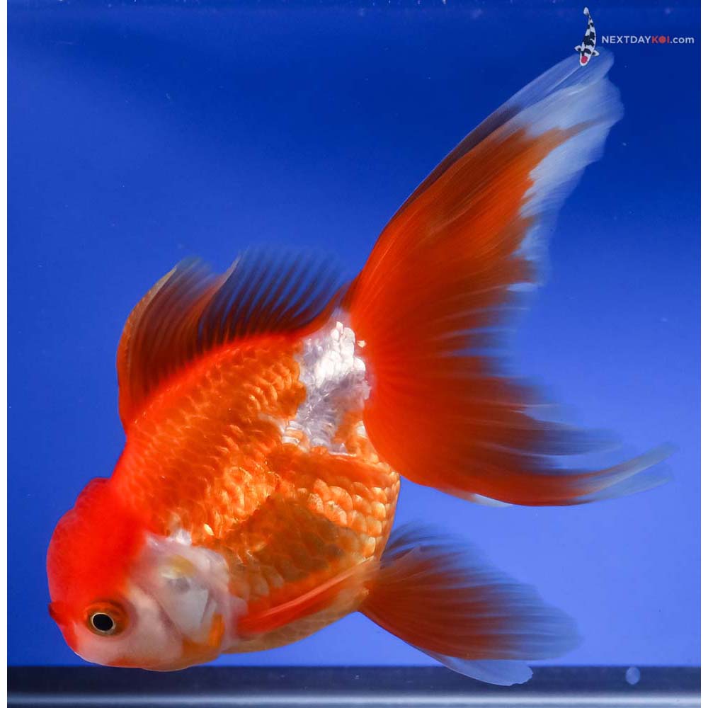 5.5” Imported Red and White Oranda