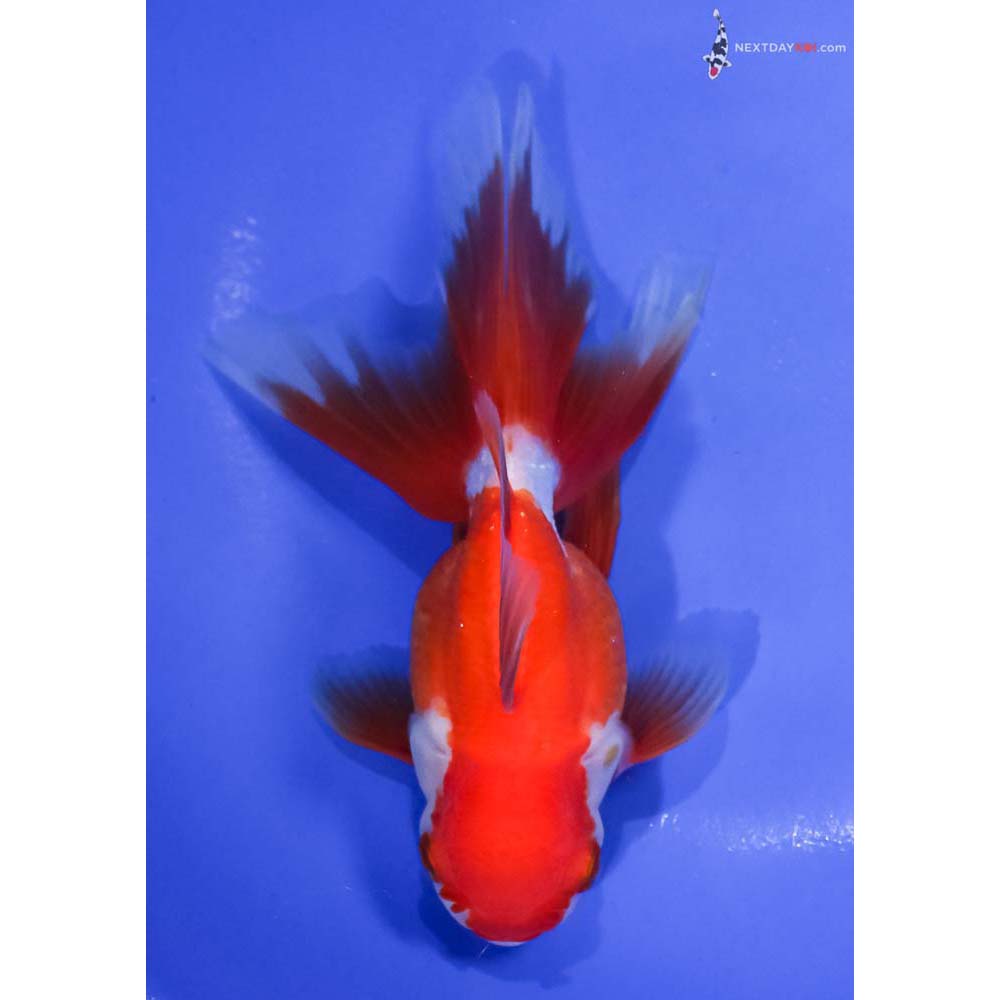 5.5” Imported Red and White Oranda