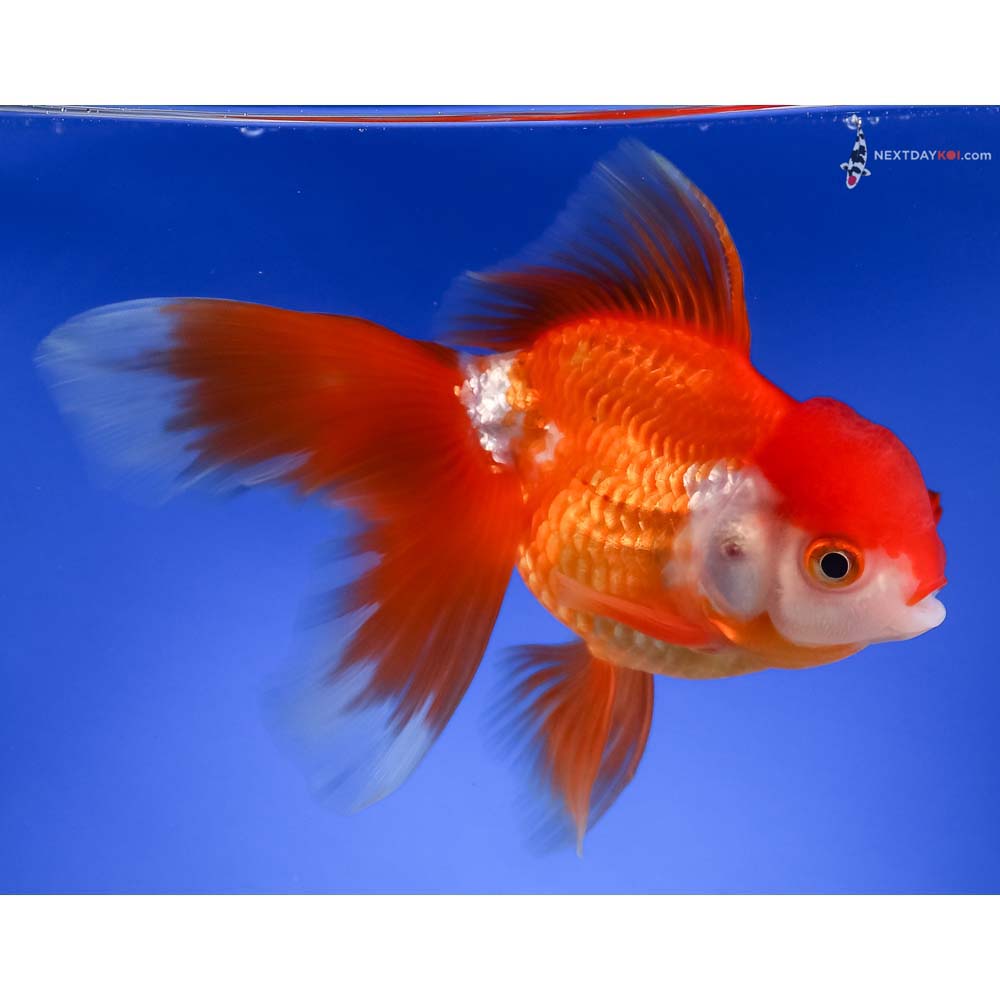 5.5” Imported Red and White Oranda