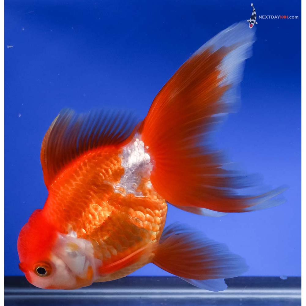 5.5” Imported Red and White Oranda