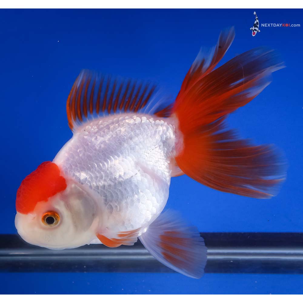 5.5” Imported Redcap Oranda